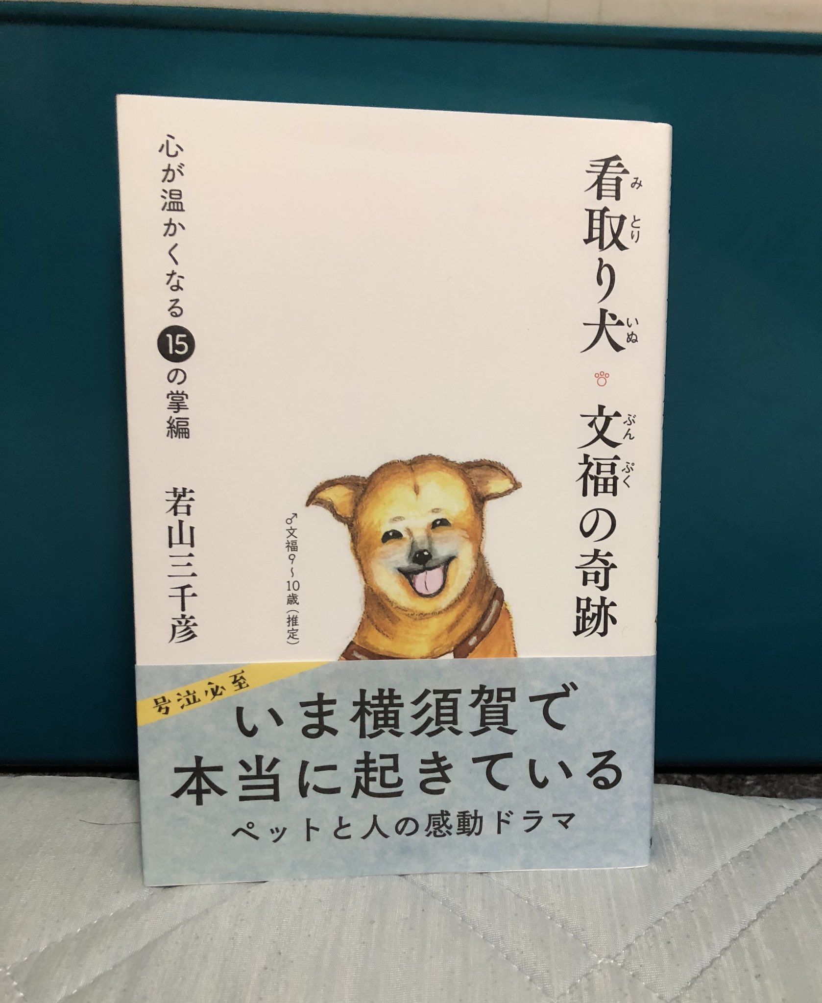 看取り犬文福の奇跡 Twitter Search Twitter