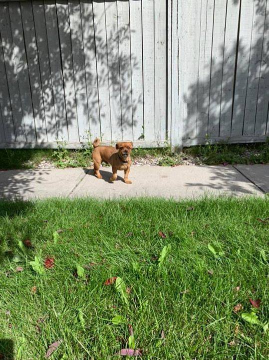 Lost Pets Yyc On Twitter Sighting Small Brown Short Haired Dog W