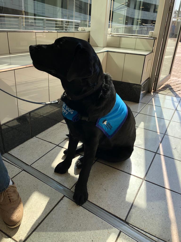 TheGautrain's tweet image. Have you spotted these @SAGuide_Dogs puppies and handlers on the ##Gautrain this morning? 🐶 🐾  Cheers for the volunteers 🙌 #FutureGuideDogs #Training #PupsOnBoard