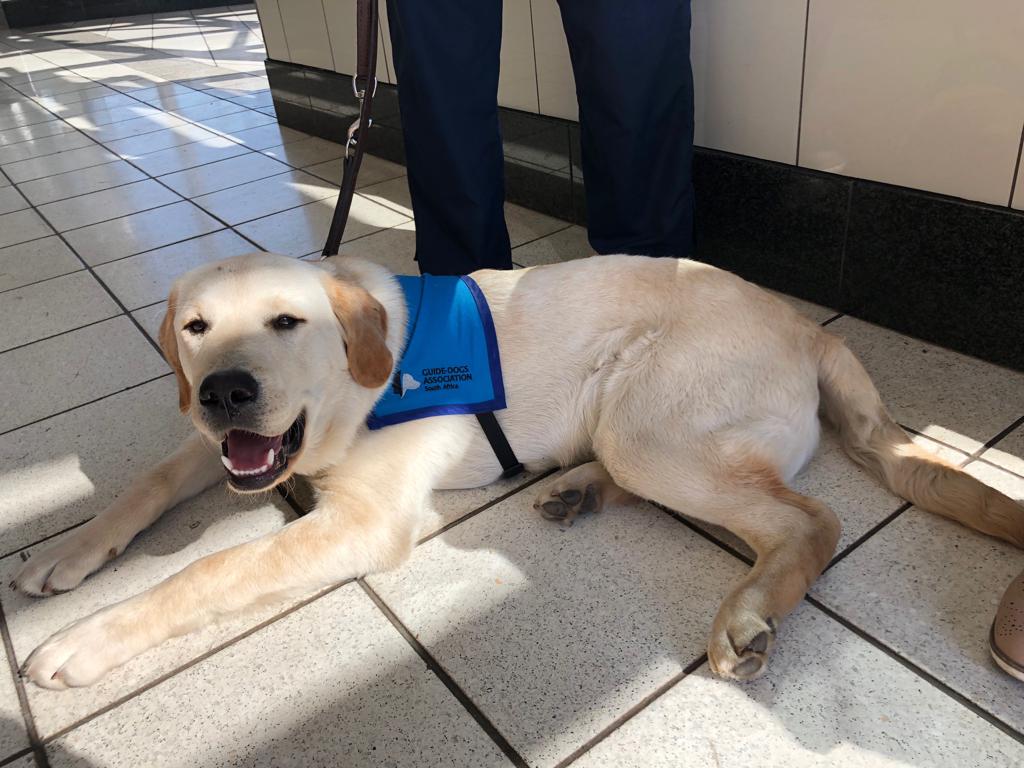 TheGautrain's tweet image. Have you spotted these @SAGuide_Dogs puppies and handlers on the ##Gautrain this morning? 🐶 🐾  Cheers for the volunteers 🙌 #FutureGuideDogs #Training #PupsOnBoard