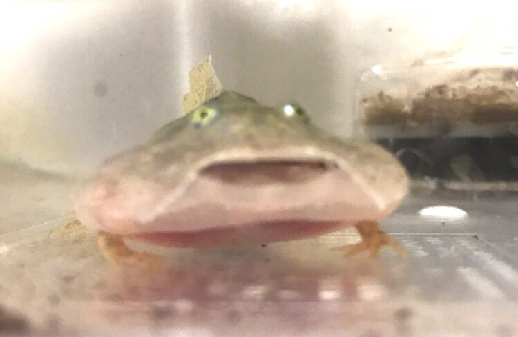 ট ইট র ばじまる バジェットオタマは最強にかわいい バジェットガエル マルメタピオカガエル オタマジャクシ T Co Zuf9mc45k1 ট ইট র