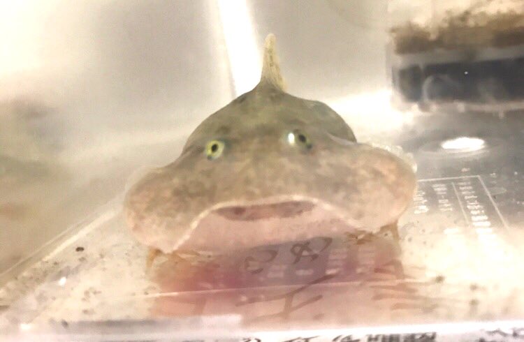 ばじまる バジェットオタマは最強にかわいい バジェットガエル マルメタピオカガエル オタマジャクシ