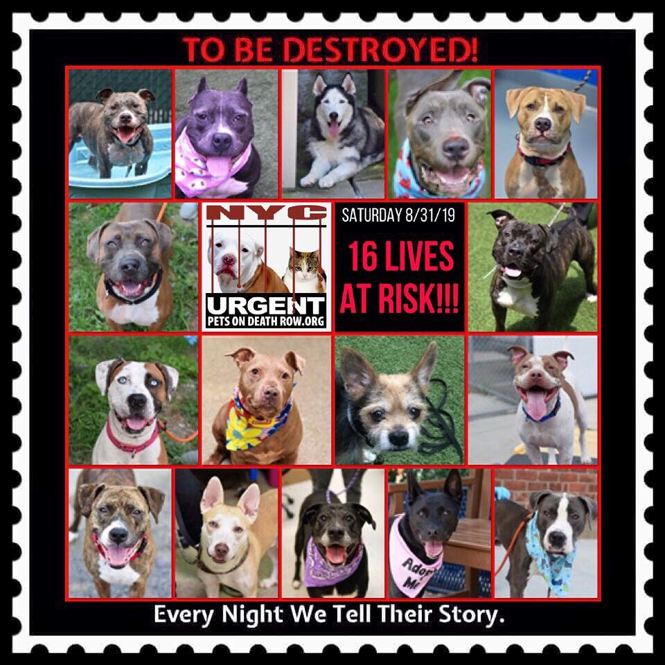 ctmidnightcat's tweet photo. Go here to see all info and make any reservation(s): https://t.co/fJ3fu4T6L9

💔They only have until 12 PM Saturday!
🚨TO BE DESTROYED 08/31/19

#urgentpodr #deathrowdogs #NYC #nycdogs #BeAHero #savealife #AdoptDontShop #ADOPT #Foster #dogsoftwitter #doglivesmatter #AdoptMe https://t.co/hxE02JqMDA