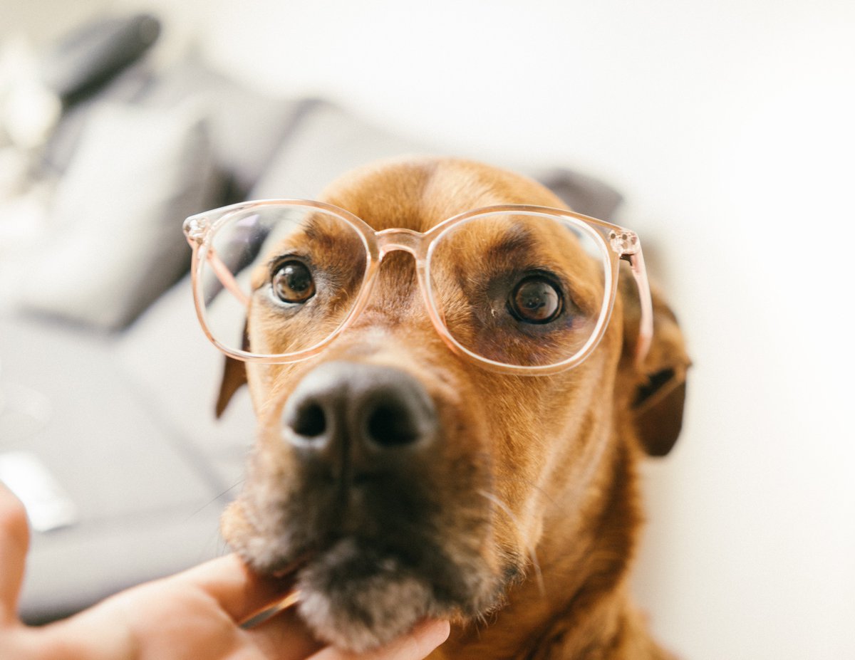 perfectautomat's tweet photo. The hottest Pet Industry Trends at SuperZoo 2019 https://t.co/z9speZWcJ9 #petindustry #pettrends https://t.co/AwozN6PyEs