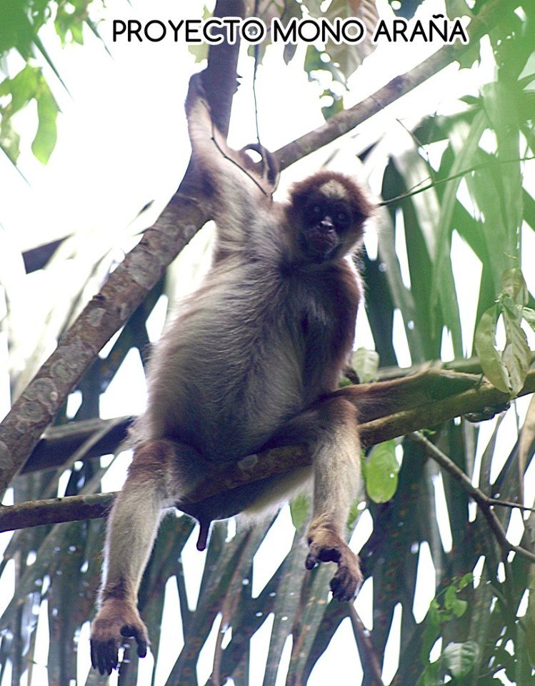 Hembra del grupo 8 mostrando su mejor pose, Ateles hybridus especie en extinción q habita en Caparo, Barinas, Venezuela, bosque amenazado, salvemos Caparo como Refugio de Fauna <a href="/HeryckRangel/">Heryck Rangel</a> <a href="/OswaldoBarberaG/">Oswaldo Barbera</a> <a href="/JosueLorca/">Josué Lorca</a> <a href="/WildlifeRescue/">Wildlife Alliance</a> <a href="/wildcorwin/">Jeff Corwin</a> @Global_Wildlife <a href="/PrimateWatcher/">Russ Mittermeier</a>