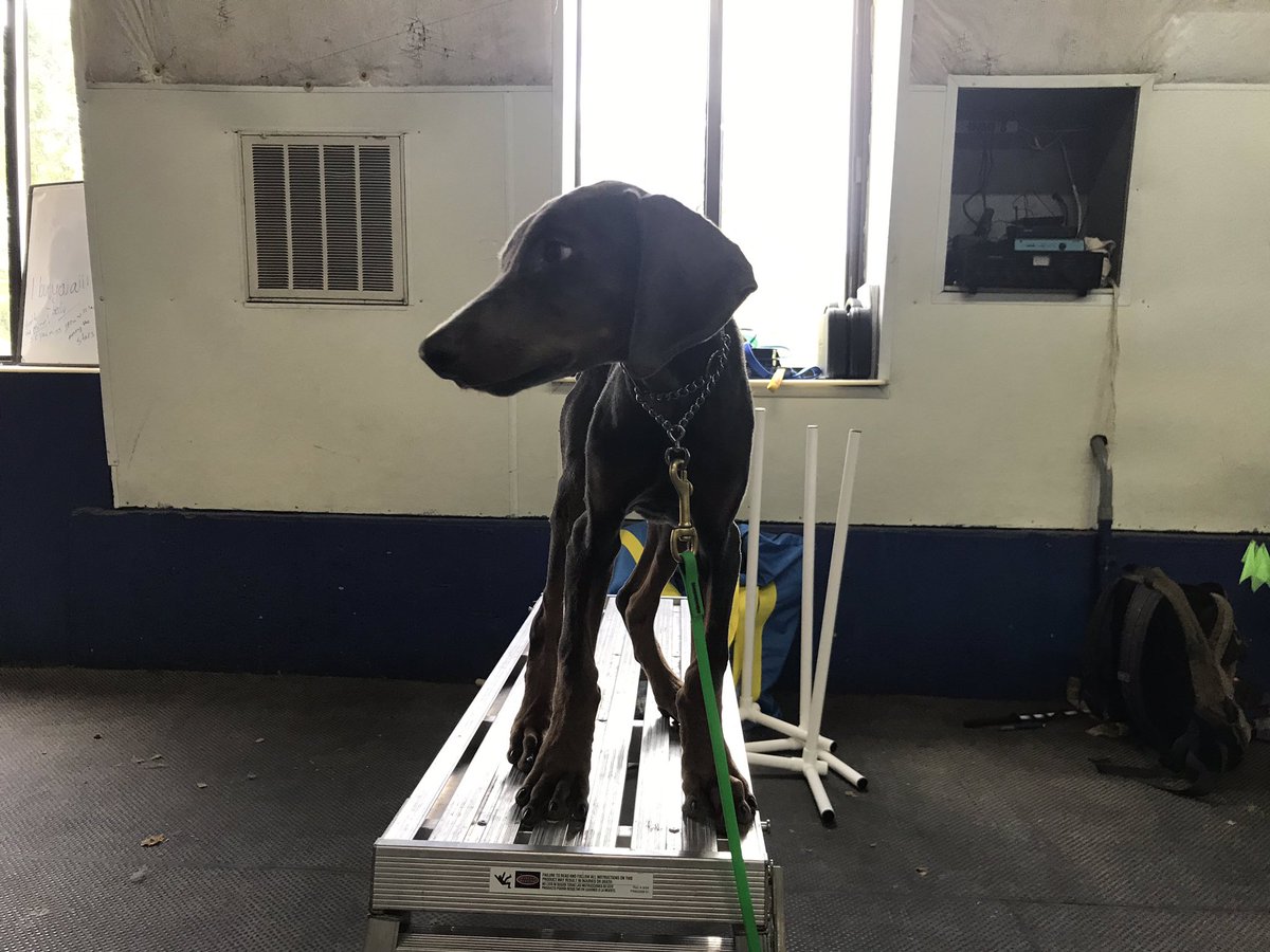 Pnw_k9's tweet photo. Gunner in a stand, a stand is great for the groomers and veterinarian offices.
.
.
.
#dogs #dog #dogtrainer #dogtraining
#dogtrainersinwashington #bestdogtraining #balancedtraining #behavioral #train #k9 #puppytraining #puppy101 #puppies #usa #westcoast #coastal #pnw #seattle https://t.co/qrx2g2TVp8