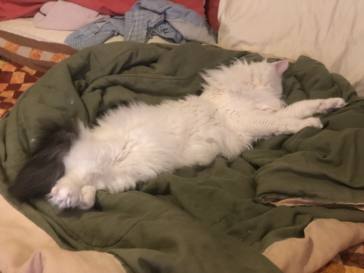 BitchestheCat's tweet photo. Floof off. https://t.co/8qbkEknlGa