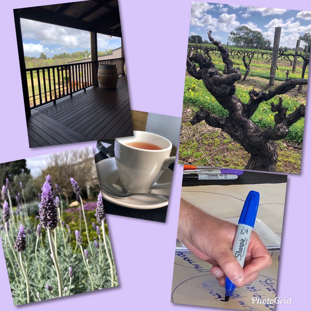 VijayaNath1's tweet photo. .a vineyard in spring is a perfect setting for #SeniorLeadersRetreat #Leadership needs #ThinkingTime #SpaceBetweenStimulusResponse #Planning #Strategy #Reflecting #Ambition #ContinuousImprovement #LeadershipNarrative @ContemplativeS1 https://t.co/TGhJ1FV2YY