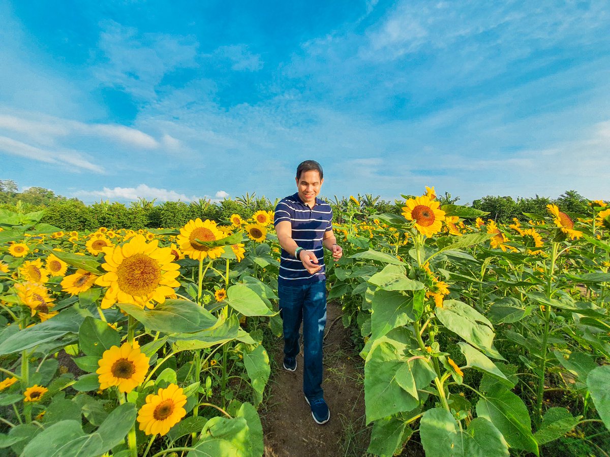 AlbertDomingo's tweet photo. Rise like the sun; bloom in your field. 🌻

(Alt caption: Is it boarding time already? Okay! ✈️)

📷: F. Tanggol
#SoxisNext #VisitSox https://t.co/zzgx4BAQet