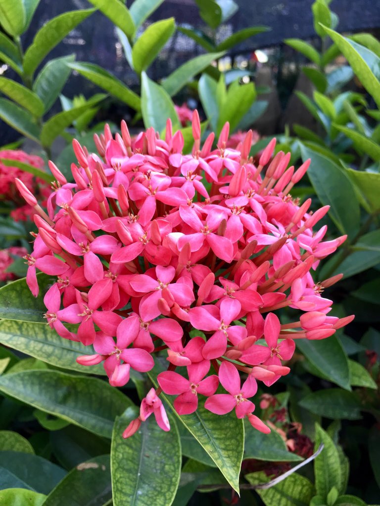 Magnificent Colombia tweet media