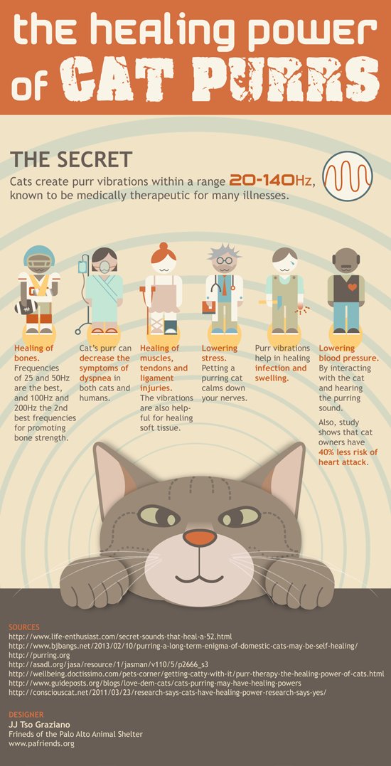 CAT GOD tweet media