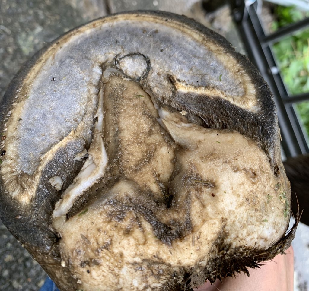 吉川八幡神社 御神馬 いづめ 公式 On Twitter おれはこんなアワビみたいなんに似てるんかぁ