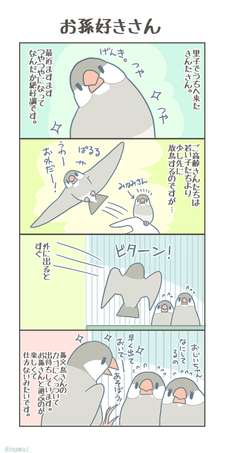 お孫好きさん。

#buncho #javasparrow #文鳥 