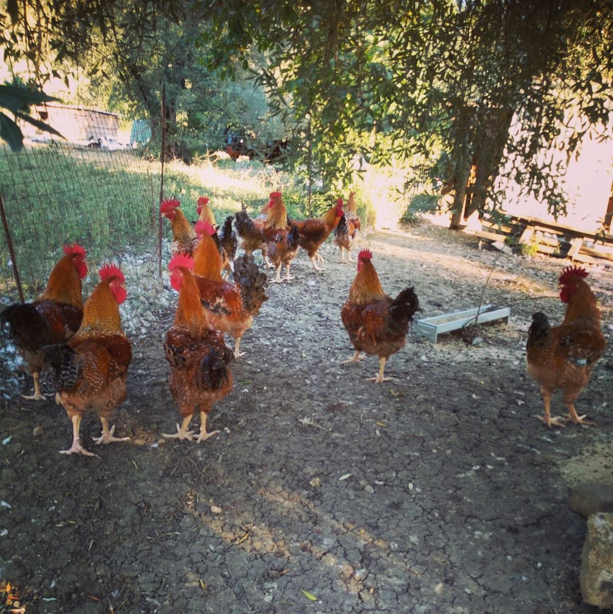valledelsasso's tweet photo. Le #galline fanno cook... cook... #cookstock! Una settimana a #cookstock2019... siete pronti a portare la #riscossacontadina in strada? Noi sì! #grinta #valdisieve #pontassieve #cibo #food #eventi #vino #wine https://t.co/oh8Z1ixHJq @RadioSieve @MonicaMarini_fi @COLDIRETTITOSCA https://t.co/DMkynLZIaV