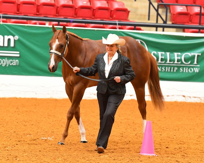 AQHA's tweet photo. Hes Got Finesse and Mimsi Roe Coon are world champions in yearling geldings at the Adequan #SelectWorld. #GetThatGlobe https://t.co/tw8Im1hl4Q