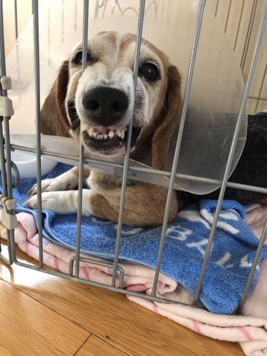 冗談抜きで実家の犬がおかしい とツイ主様 その おかしい とされる画像と共に似たようなイッヌの画像が続々集まる 2ページ目 Togetter 冗談抜きで実家の犬がおかしい とツイ主様 その おかしい とされる画像と共に似たようなイッヌの画像が続々集まる 2ページ目 Togetter