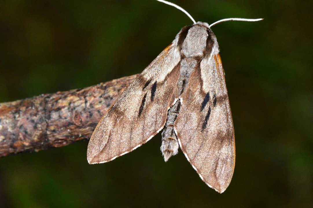 Ga vanavond (vr 30/8) mee met IVN Oss op zoek naar Nachtvlinders.
20.30 u Bomenpark Heesch
ivn.nl/afdeling/ivn-o…