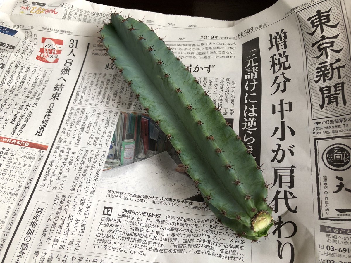 木村友祐 学生時代から通っている江古田の床屋に行ったら 鉢植えのサボテンから生えてきた子どもをわけてくれた トゲがまじ痛い 木村友祐 学生時代から通っている江古田の床屋に行ったら 鉢植えのサボテンから生えてきた子どもをわけてくれた トゲがまじ痛い