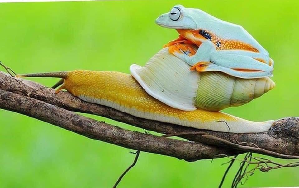 أُخِذت هذه الصورة في إحدى حدائق 
أندونيسيا .. 
وهي لضفدع كسول يجلس فوق حلزونة لتنقله بين أغضان الشجر ..
🤭🤭
هل يذكركم في أحد تعرفونه ؟؟