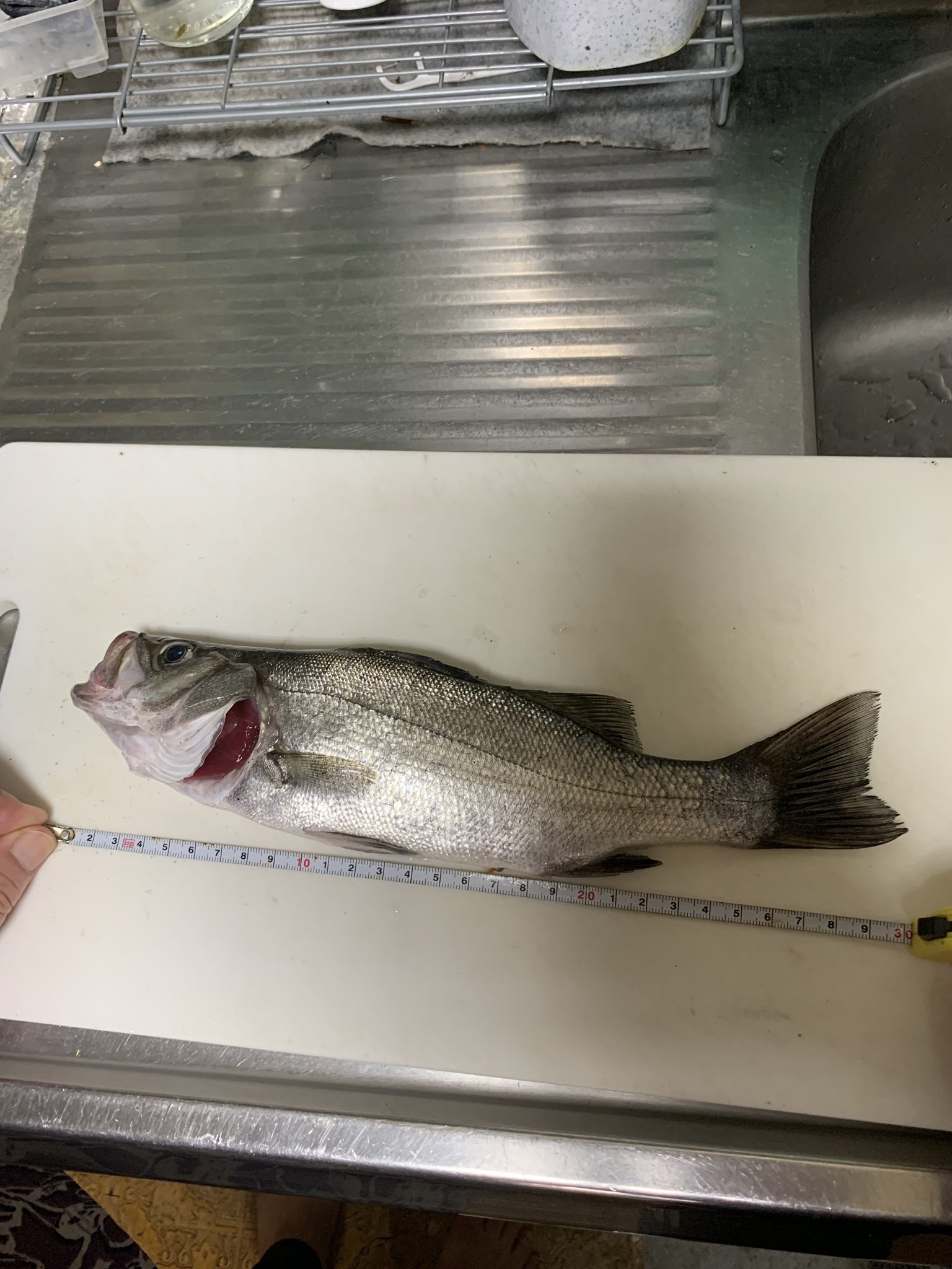鈴木りょうき アジが釣れないので橋脚の明暗へ チーバスとカサゴが釣れました 移動するとボイルが起きてて友達がシーバス釣りました 続けようと思ったら雷と雨で終了です 浜名湖 浜名湖ルアー ライトゲーム T Co Nk3quekhpu Twitter