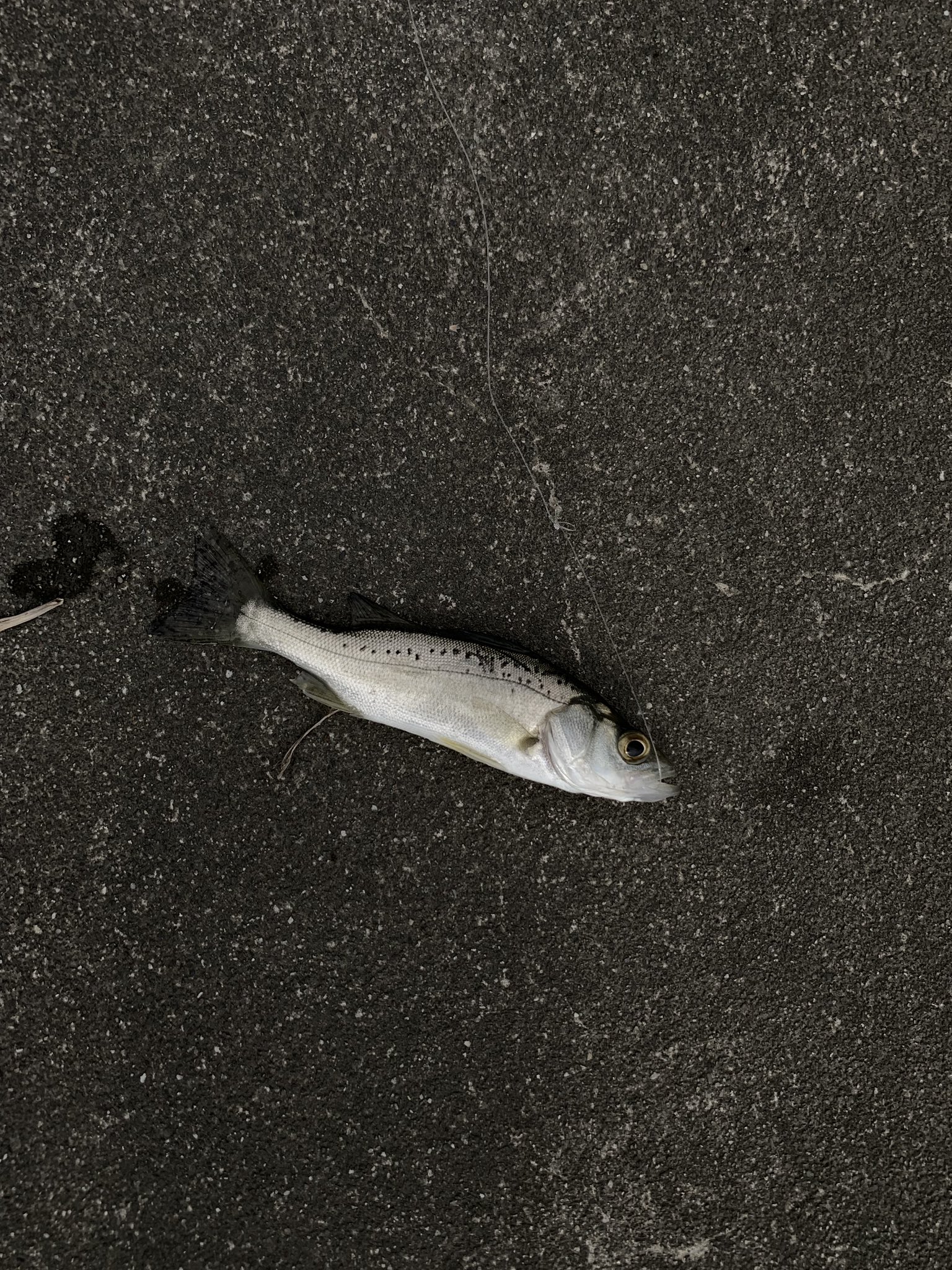 鈴木りょうき アジが釣れないので橋脚の明暗へ チーバスとカサゴが釣れました 移動するとボイルが起きてて友達がシーバス釣りました 続けようと思ったら雷と雨で終了です 浜名湖 浜名湖ルアー ライトゲーム T Co Nk3quekhpu Twitter