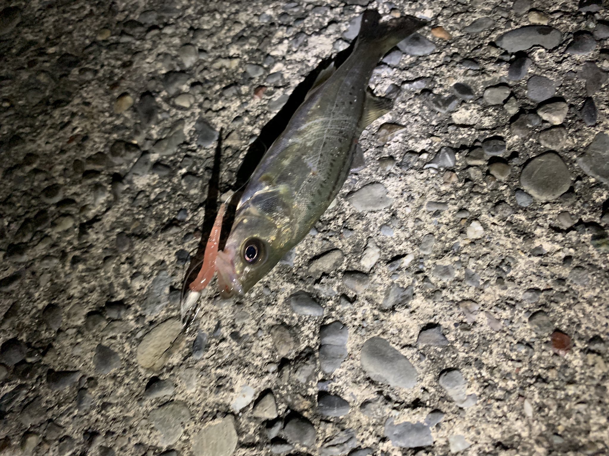 鈴木りょうき アジが釣れないので橋脚の明暗へ チーバスとカサゴが釣れました 移動するとボイルが起きてて友達がシーバス釣りました 続けようと思ったら雷と雨で終了です 浜名湖 浜名湖ルアー ライトゲーム T Co Nk3quekhpu Twitter
