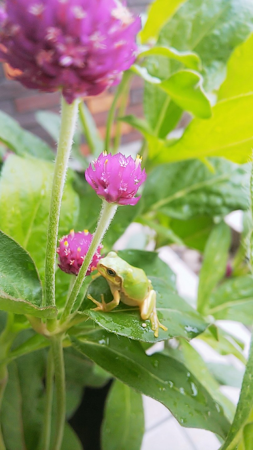 工芸館前にある千日紅がきれいに咲きました カエルちゃんが遊びに来てくれたので思わずパシャリ そんな千日紅を使ったワークシ 19 08 30 福島市の公園 福島市 公園 遊び場 体験 イベント 屋外 四季の里 しきのさと