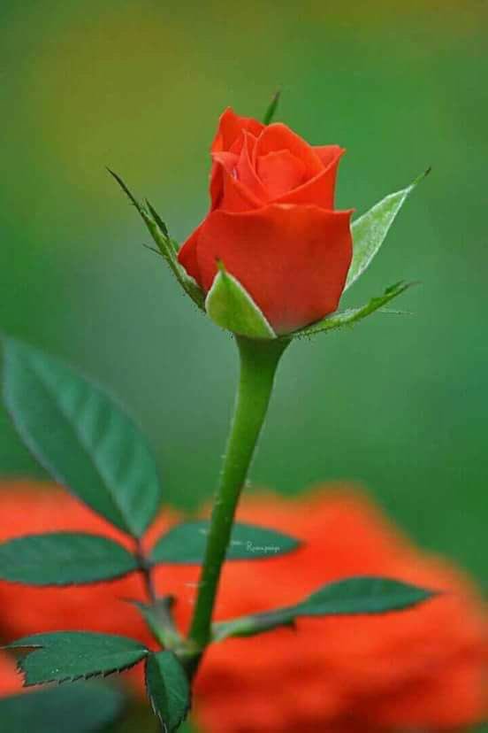 alamger (@alamger85711731) on Twitter photo 