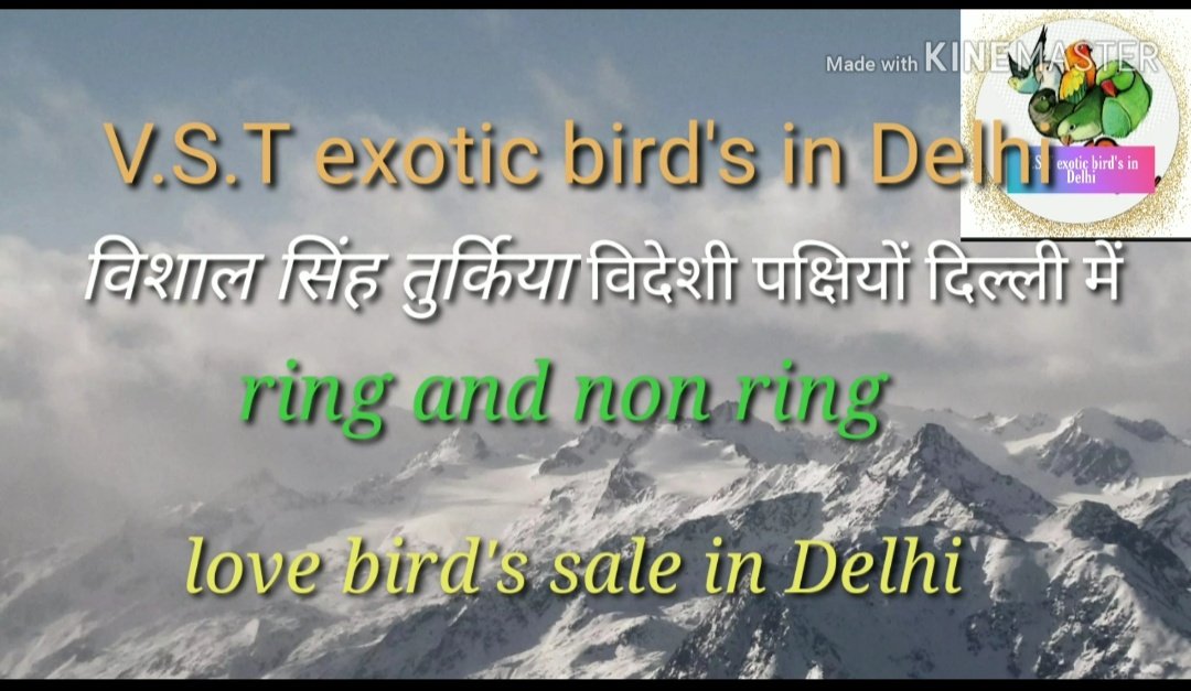 VSTexoticBirds1's tweet photo. https://t.co/U8AK4f20Et https://t.co/igKHccI5on