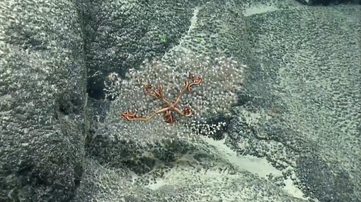 "When it's sparse like this, it really becomes apparent how important the #coral are to these brittlestars as habitat".  Great #deepsea commentary during the <a href="/EVNautilus/">E/V Nautilus</a> dive  on an unnamed seamount south of Baker Island in the Pacific Ocean basin. ~2020 m
nautiluslive.org