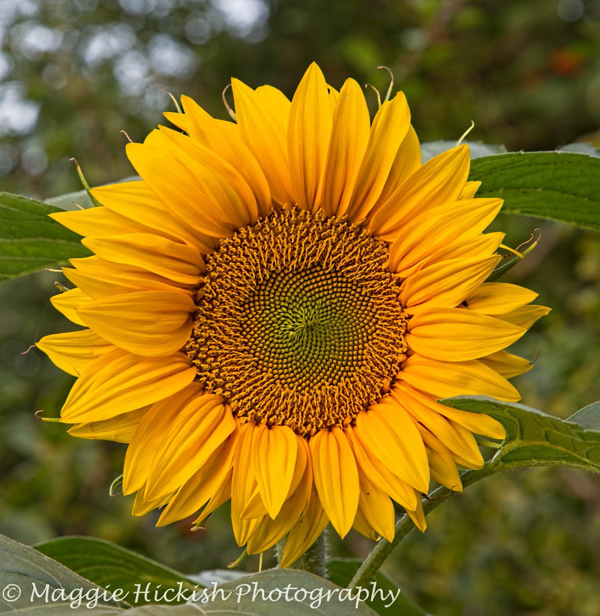 MaggieHickish's tweet photo. There are a few Sunflowers in my garden courtesy of the birds. #sunshinemakesmehappy https://t.co/jcLNems0wM