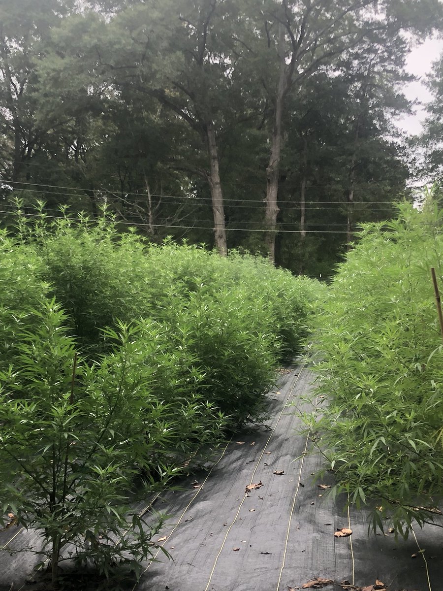 ChattanoogaBot1's tweet photo. Just another day in the fields, harvesting our hemp by hand!
#hemp #hempfarmers #hempfield #hemphelps #hempfarming #hempfarm #hempcommunity #tnhempfarmers #tnhemp #tnhempfarmer #gahemp #alhemp #schemp #nchemp #kyhemp #flhemp #familyowned #familyownedandoperated #familyownedfarm https://t.co/odqj2hsCQb