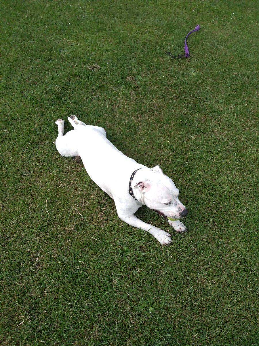 Frog leg Friday! #staffiesoftwitter #DogsofTwittter  #staffordshiebullterrier