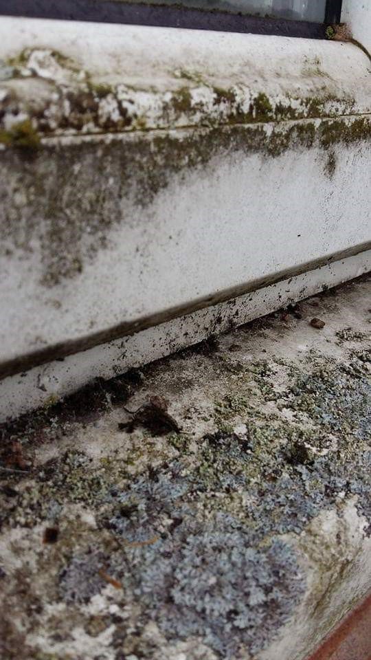 infoextremewin1's tweet photo. Ending the week with some fascia deep cleans! Here are some reminders of some recent cleans. #deepclean #worcestershirehour https://t.co/7k0wS7KO1p