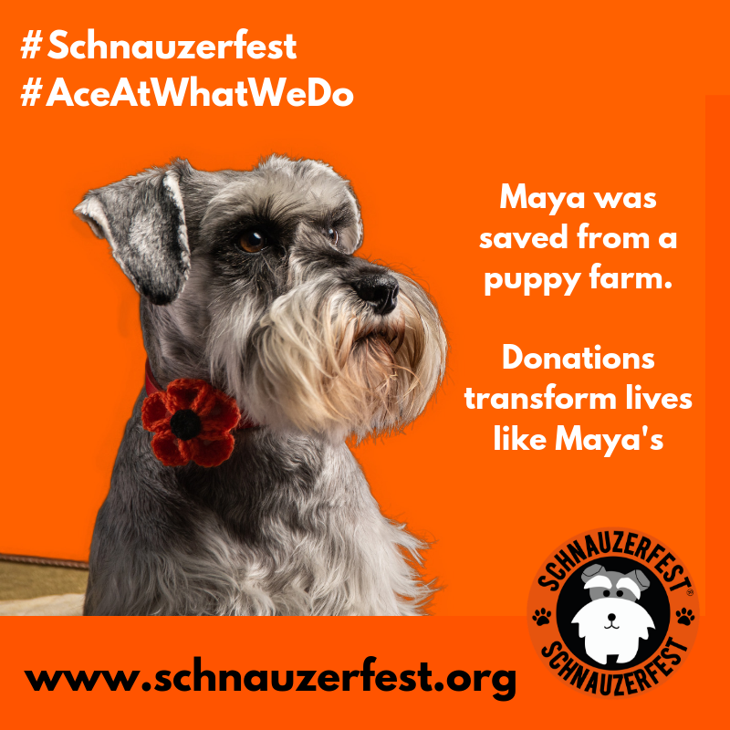 SchnauzerfestUK's tweet photo. Since 2014 #Schnauzerfest has raised over £160,000 for dogs saved from puppy farms. Every penny helps dogs like Maya get all the care and treatment they need to live great lives when adopted. Donations can be made on our website anytime. https://t.co/Z5WG6bkAPz