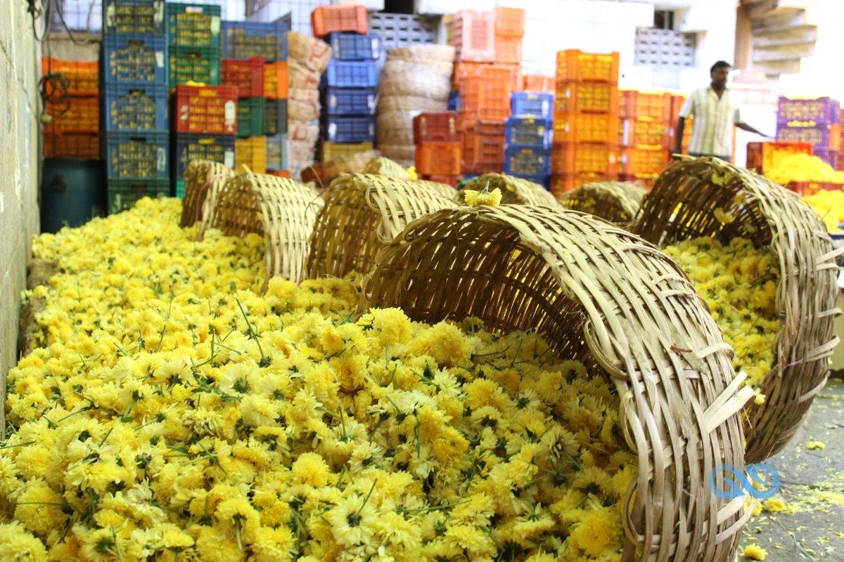 Peculiar_offl's tweet photo. The flower of all Season- MARIGOLD #marigold #flowers #yellow #season #chennai #koyembedu #koyembedumarket #market #flowermarket #india #yellowflower #beautiful #peculiarphotography #blogger #dslr #yellowflowers 📸 https://t.co/ZendWO6QgC