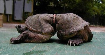 beltandroad1's tweet image. Many marine creatures will thank it because they will suffer less. #Garbageclassification #Plasticpollution @ErikSolheim @manifesto2000