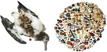 beltandroad1's tweet image. Many marine creatures will thank it because they will suffer less. #Garbageclassification #Plasticpollution @ErikSolheim @manifesto2000