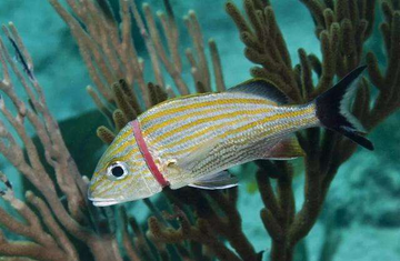 beltandroad1's tweet image. Many marine creatures will thank it because they will suffer less. #Garbageclassification #Plasticpollution @ErikSolheim @manifesto2000