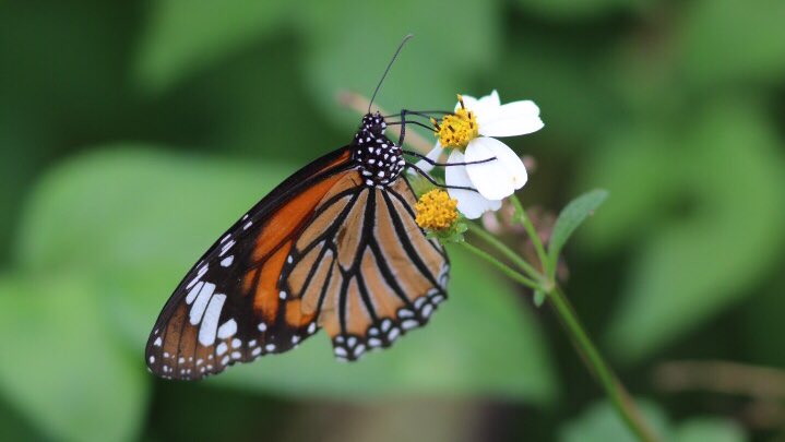 TaiwanInsects's tweet photo. Common Tiger - or Striped Tiger is perhaps better. 
Seen year-round, Danaus genutia on the very widespread Bidens pilosa. https://t.co/J7p2KvH1XN
