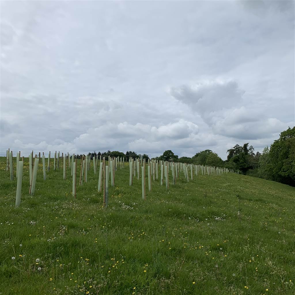 DevonFarms's tweet image. Woodland creation on the County Farms Estate. 
Approximately 0.54ha (1.33ac) of mix species whips, undersown with a woodland ground layer seed mix. 
#DevonCC #DCC #CountyFarmsEstate #DevonFarms #FarmingDevon #Woodland #WoodlandCreation #TreePlanting #FarmDevon #Woods