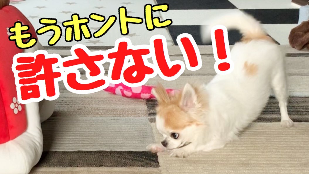 choppi333's tweet image. お気に入りのベッドを取られイライラが爆発した子犬チワワ！ 
youtu.be/VMA_rjw-7oY

ティーナのイライラをミュージカル風に表現してみました🤣
#チワワ #子犬 #dog #cutedog #チョッピチャンネル