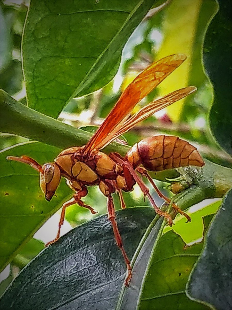 Murder Hornet? I Scoff at It. - Democratic Underground