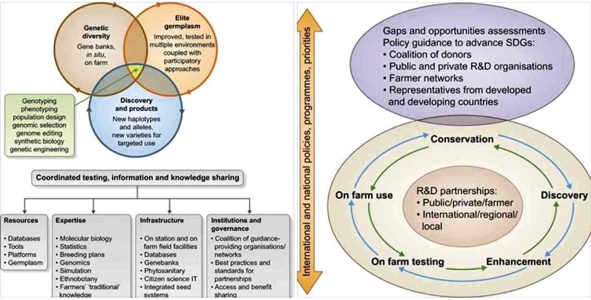shop Critical Companion to Tennessee Williams