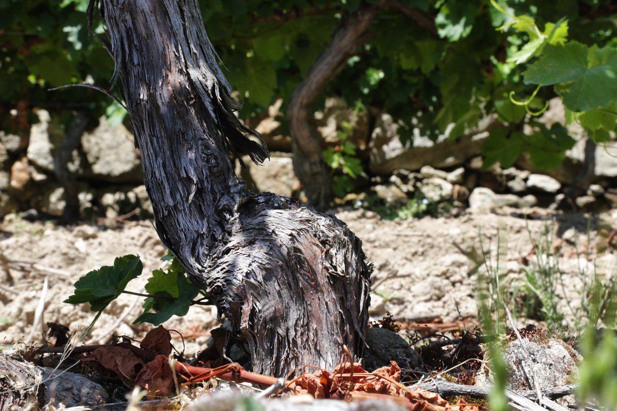 RectoralAmandi's tweet photo. Nuestra historia crece entre las cepas de mencía. 🍇

#bodegasgallegas #rectoraldeamandi #mencia #uvas #winery #bodega #cepas #sober #amandi #vino #winelovers https://t.co/Ik3SxtxL7X