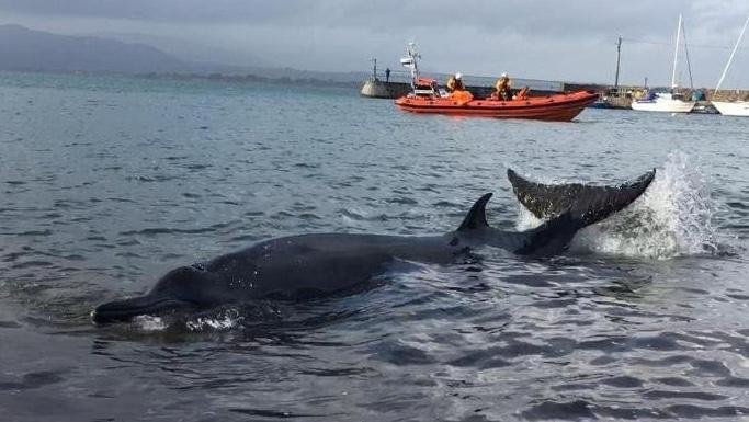 HelvickHeadRNLI's tweet photo. Picture taken from the shore, Baile na nGall (western shore of Dungarvan Bay). Boat is staying off; some crew are already on the shore. Took two attempts, but at the second, when towed to deep water, the whale seems to have been happy to swim off (image copyright Catherine Foley) https://t.co/xL28socc8E