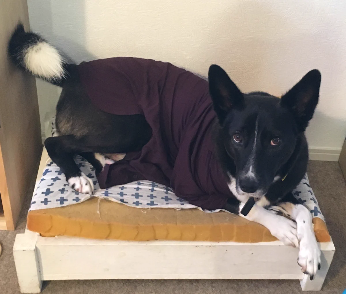 犬に服を着せてみたらぴったり！？しかも子どもまで奪われた・・・