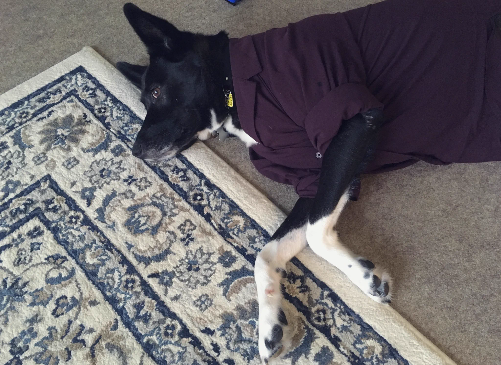 犬に服を着せてみたらぴったり！？しかも子どもまで奪われた・・・