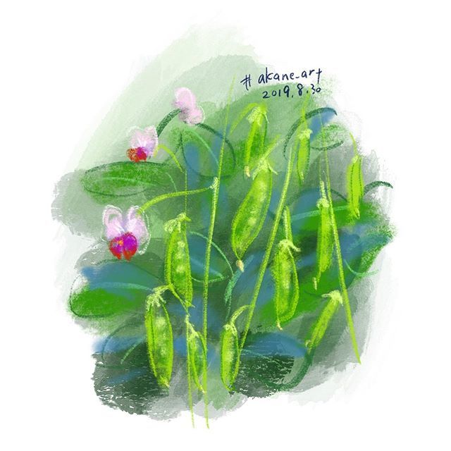 のりこ Snow Peas 絹さや サヤエンドウ Snowpeas Mangetout Fieldpeas 野菜 家庭菜園 Vegetablegarden Vegetable Flower Akane Art イラスト Illustration 1900 Drawing Art Painting Procreate 一日一絵 Onesktchaday