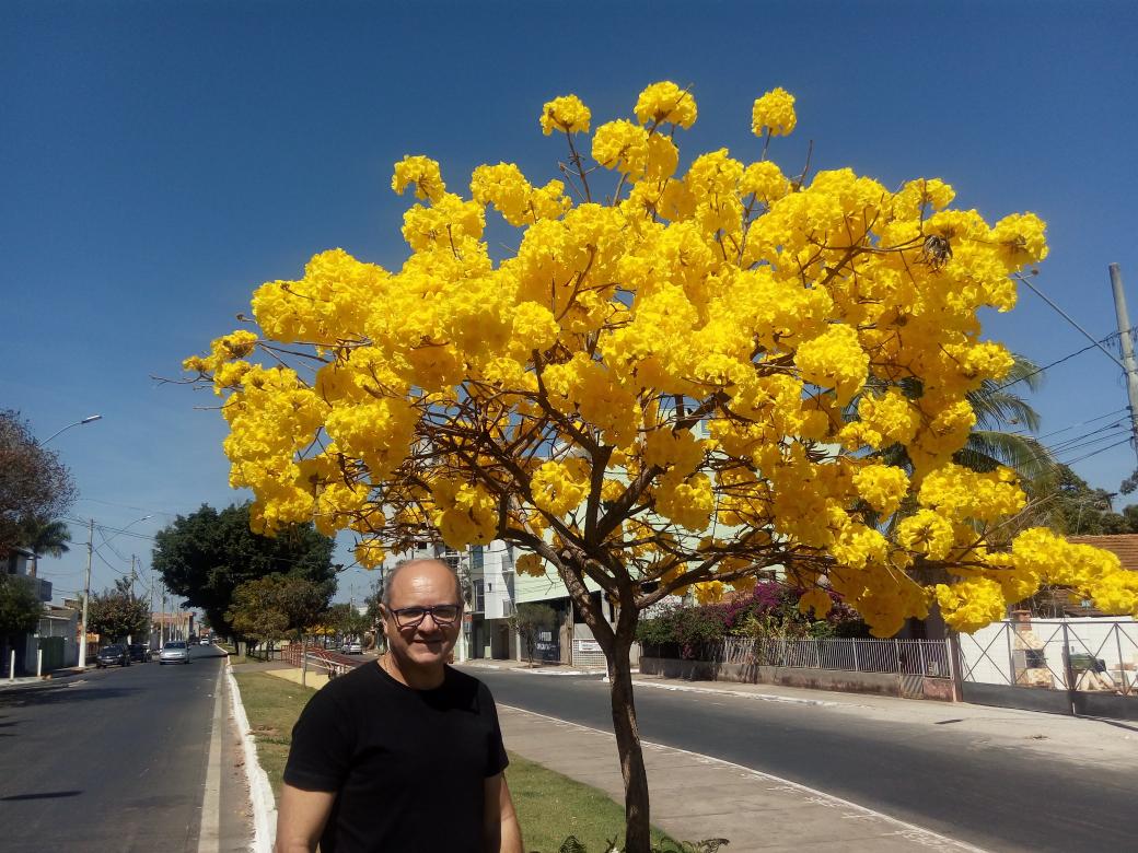 Ed_redacao's tweet photo. Este ipê maravilho e na minha querida Curvelo. #bdmg https://t.co/Igu8EvE8ro